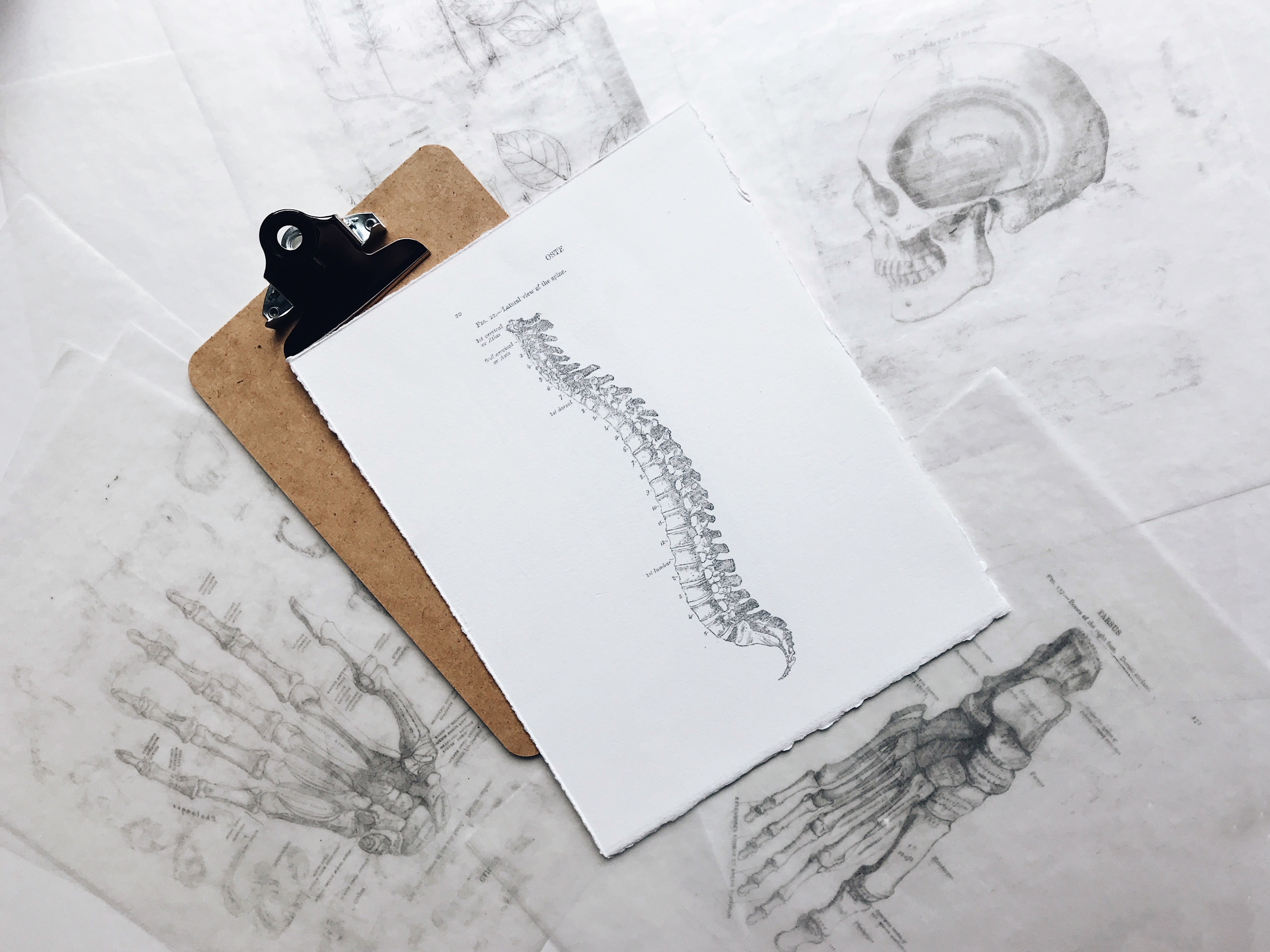 Pencil drawing of a spine
